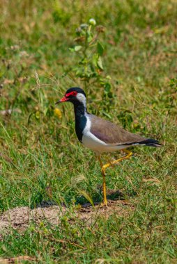 Sri Lanka 'daki Yala Ulusal Parkı' nda kırmızı başlıklı kanat..
