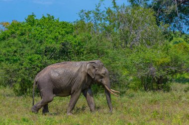 Sri Lanka 'daki Yala Ulusal Parkı' nda Asya filleri.