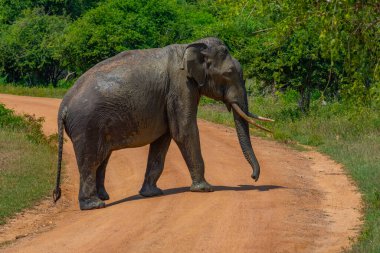 Sri Lanka 'daki Yala Ulusal Parkı' nda Asya filleri.