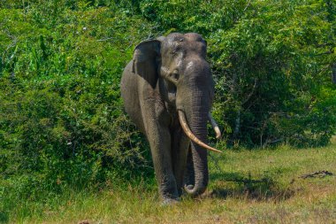 Sri Lanka 'daki Yala Ulusal Parkı' nda Asya filleri.