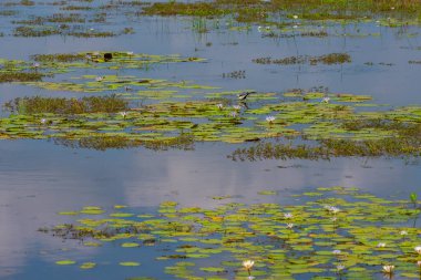 Sri Lanka 'daki Yala Milli Parkı' ndaki bataklıklar.