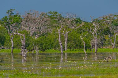 Sri Lanka 'daki Yala Milli Parkı' ndaki bataklıklar.