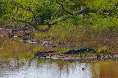 Sri Lanka 'daki Yala Ulusal Parkı' nda soyguncu timsah..