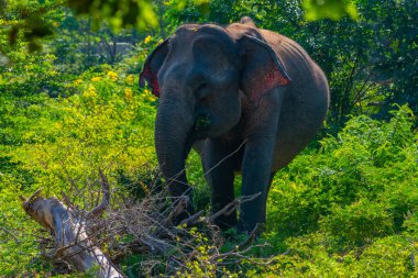 Sri Lanka 'daki Yala Ulusal Parkı' nda Asya filleri.