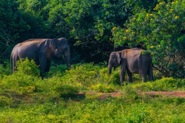 Sri Lanka 'daki Yala Ulusal Parkı' nda Asya filleri.