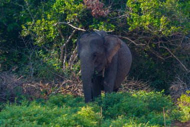 Sri Lanka 'daki Yala Ulusal Parkı' nda Asya filleri.
