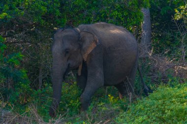 Sri Lanka 'daki Yala Ulusal Parkı' nda Asya filleri.
