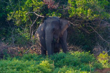 Sri Lanka 'daki Yala Ulusal Parkı' nda Asya filleri.