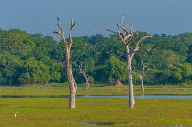 Sri Lanka 'daki Yala Milli Parkı' ndaki bataklıklar.