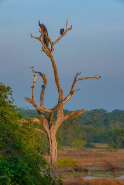 Sri Lanka 'daki Yala Milli Parkı' nda Hint Peafbaykuşu.