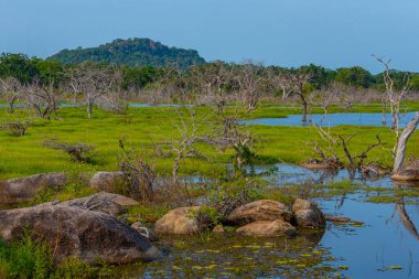 Sri Lanka 'daki Yala Milli Parkı' ndaki bataklıklar.