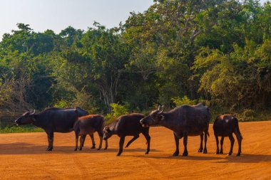 Sri Lanka 'daki Yala Ulusal Parkı' nda vahşi su bufaloları..