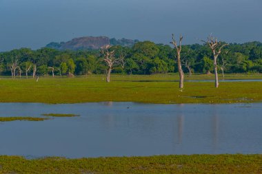 Sri Lanka 'daki Yala Milli Parkı' ndaki bataklıklar.
