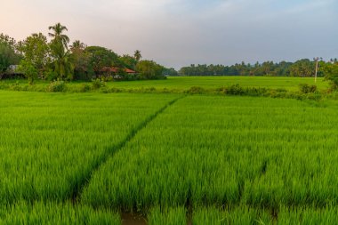 Güneşli bir günde Tissamaharama, Sri Lanka 'daki pirinç tarlaları.