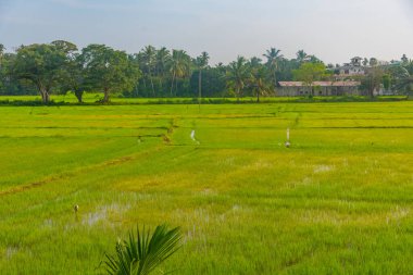 Güneşli bir günde Tissamaharama, Sri Lanka 'daki pirinç tarlaları.