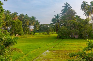 Güneşli bir günde Tissamaharama, Sri Lanka 'daki pirinç tarlaları.