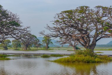 Sri Lanka 'daki Tissa Weva Gölü.