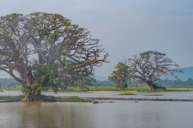 Sri Lanka 'daki Tissa Weva Gölü.
