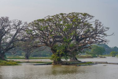 Sri Lanka 'daki Tissa Weva Gölü.