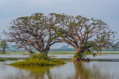 Sri Lanka 'daki Tissa Weva Gölü.