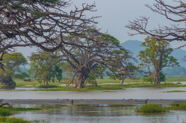 Sri Lanka 'daki Tissa Weva Gölü.