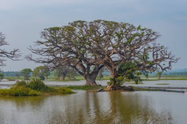 Sri Lanka 'daki Tissa Weva Gölü.