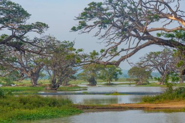 Sri Lanka 'daki Tissa Weva Gölü.