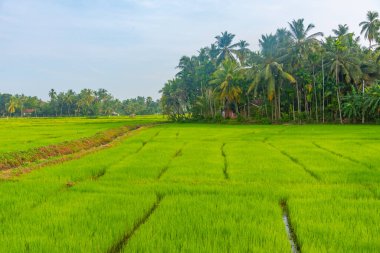 Güneşli bir günde Tissamaharama, Sri Lanka 'daki pirinç tarlaları.