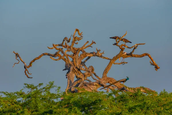 Indian Peafowl Národním Parku Bundala Srí Lance — Stock fotografie