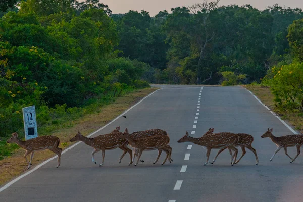 stock image Sri Lankan Axis Spotted Deer at Yala national park in Sri Lanka.