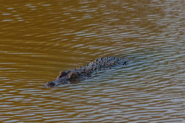 Krokodil Overvallen Het Yala National Park Sri Lanka — Stockfoto