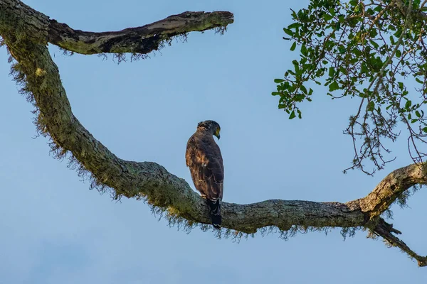 Hřebenatý Orel Národním Parku Yala Srí Lance — Stock fotografie
