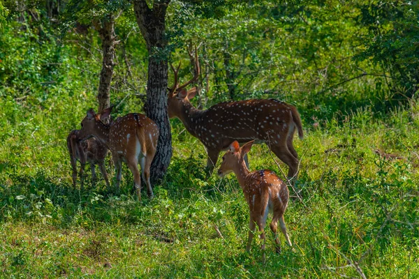 Άξονας Της Σρι Λάνκα Εντόπισε Ελάφια Στο Εθνικό Πάρκο Yala — Φωτογραφία Αρχείου