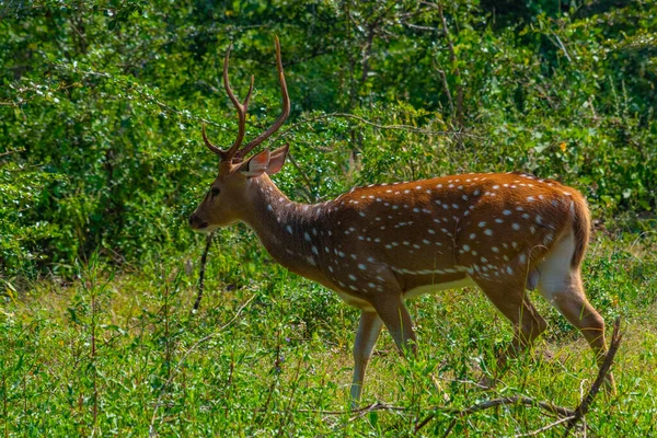 Пятнистый Олень Оси Шри Ланки Национальном Парке Яла Шри Ланке — стоковое фото