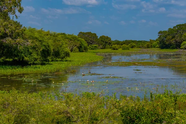 Marshes Yala National Park Sri Lanka — Stock Photo, Image