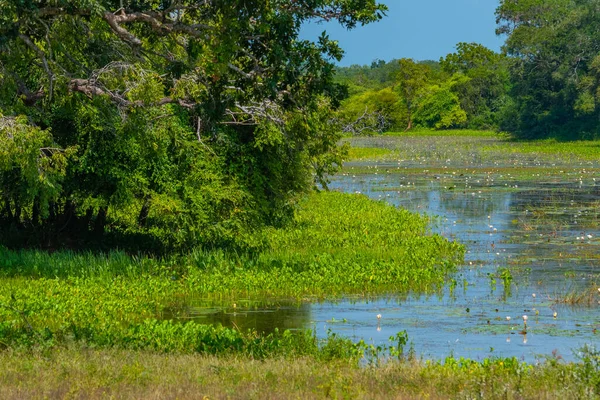 Marshes Yala National Park Sri Lanka — Stock Photo, Image