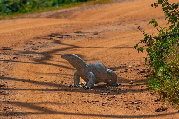 Bengalska Jaszczurka Monitorująca Park Narodowy Yala Sri Lance — Zdjęcie stockowe