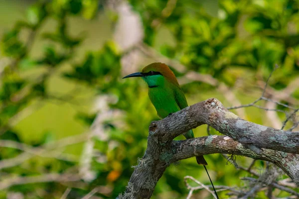 Kis Zöld Méhevő Srí Lanka Yala Nemzeti Parkban — Stock Fotó
