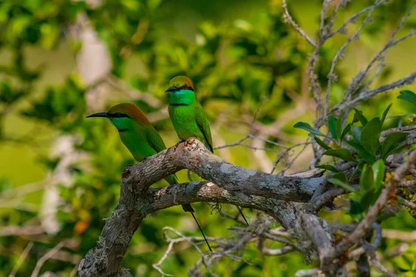 Little Green Bee Eater Yala National Park Sri Lanka — Stock Photo, Image