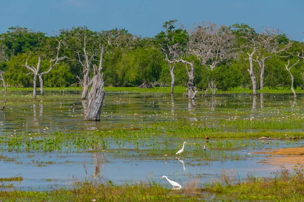 stock image Marshes at Yala national park in Sri Lanka.