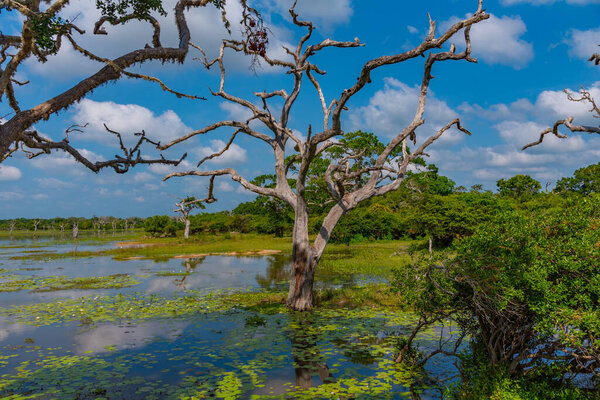 Marshes at Yala national park in Sri Lanka.