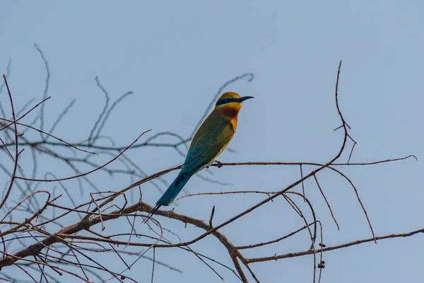 Tęczowy Pożeracz Pszczół Parku Narodowym Yala Sri Lance — Zdjęcie stockowe