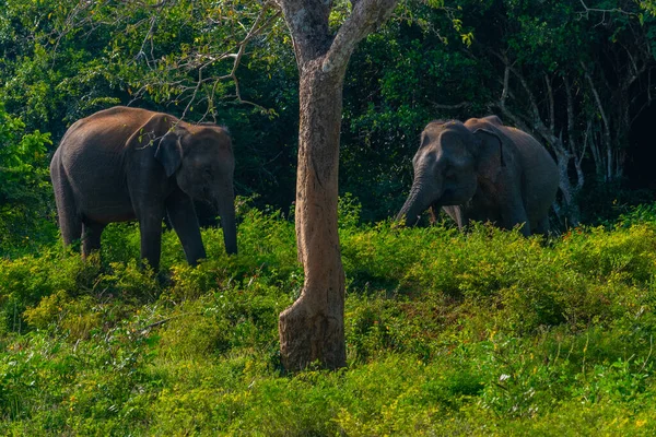 Słonie Azjatyckie Parku Narodowym Yala Sri Lance — Zdjęcie stockowe