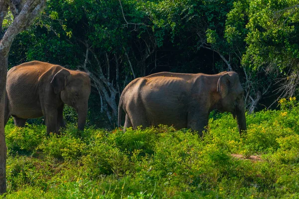Ασιάτες Ελέφαντες Στο Εθνικό Πάρκο Yala Στη Σρι Λάνκα — Φωτογραφία Αρχείου