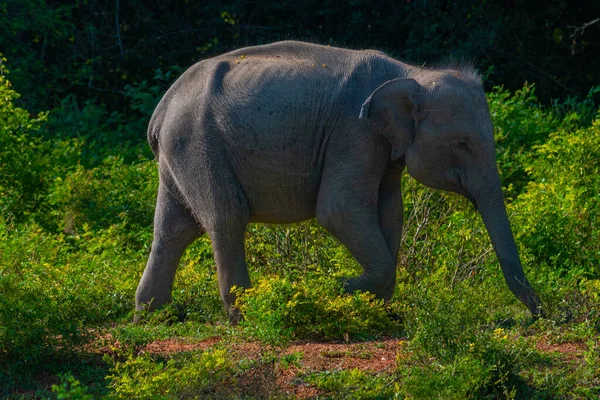 Asiatische Elefanten Yala Nationalpark Sri Lanka — Stockfoto