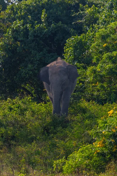 Азіатські Слони Національному Парку Яла Шрі Ланці — стокове фото