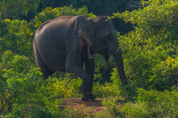 Elefantes Asiáticos Parque Nacional Yala Sri Lanka — Fotografia de Stock