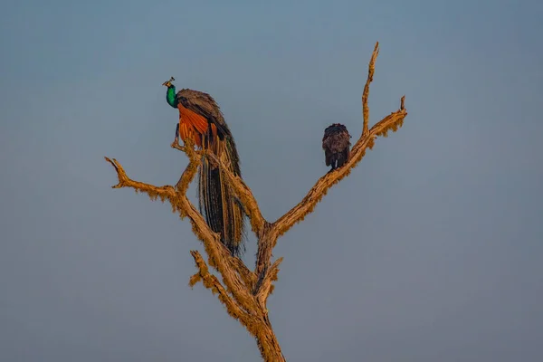 Indian Peafowl Národním Parku Yala Srí Lance — Stock fotografie