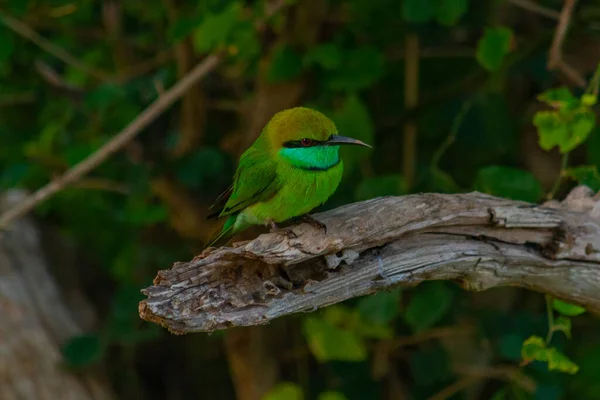 Abelha Comedor Verde Asiático Parque Nacional Yala Sri Lanka — Fotografia de Stock