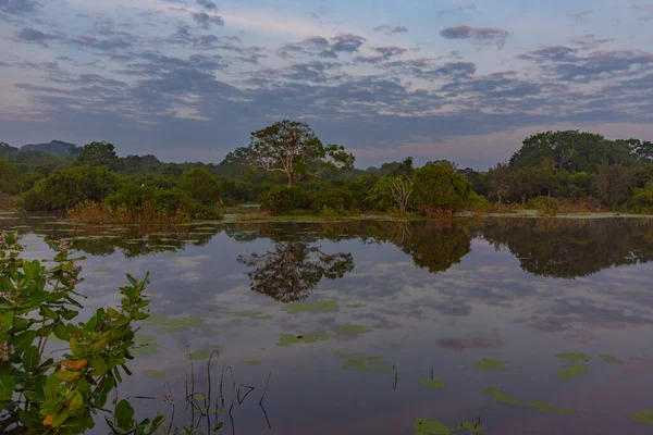 Pântanos Parque Nacional Yala Sri Lanka — Fotografia de Stock